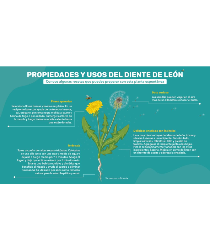 DIENTE DE LEON Y SEMILLA DE APIO 100CAP – foto del producto vegetal diente semilla